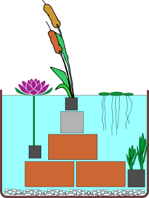 Miniteich Schema - Wasserpflanzen