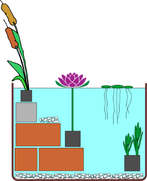 Miniteich Schema - Wasserpflanzen